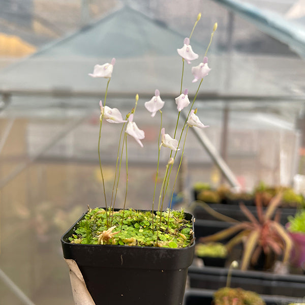 絨毛狸藻 ( Utricularia pubescens )