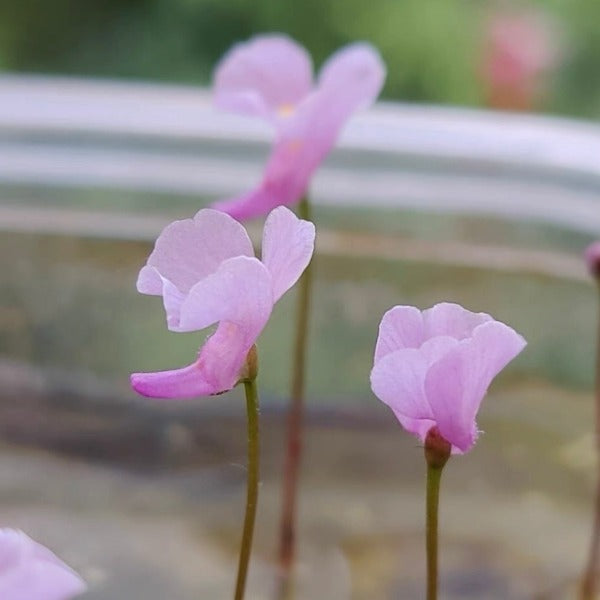 顛倒狸藻（ Utricularia resupinata ）