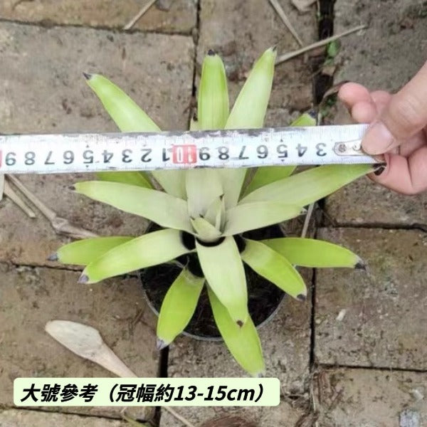 白雲積水鳳梨 （ Vriesea erythrodactylon ' White Cloud ' ）