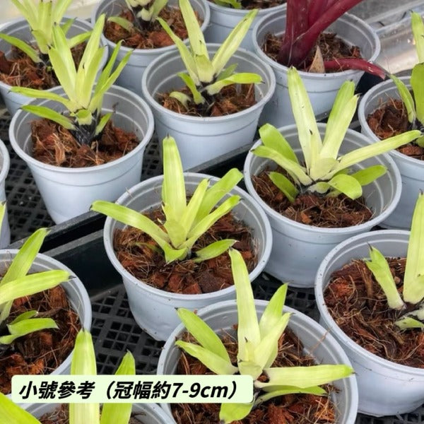 白雲積水鳳梨 （ Vriesea erythrodactylon ' White Cloud ' ）