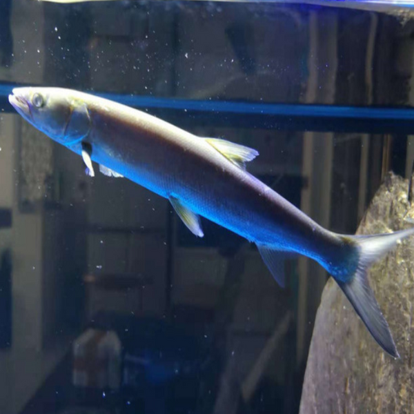 鱤魚 Yellow Cheek Carp (Elopichthys bambusa)