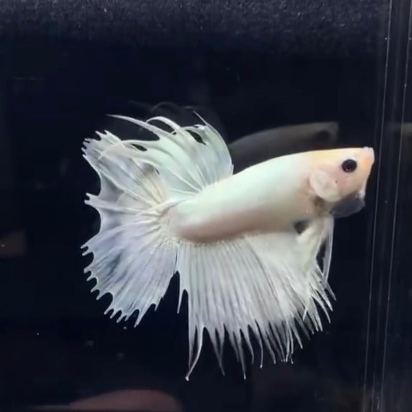 白獅王鬥魚 / 冠尾鬥魚 White CT Betta （ Betta splendens ‘ Crowntail ’）