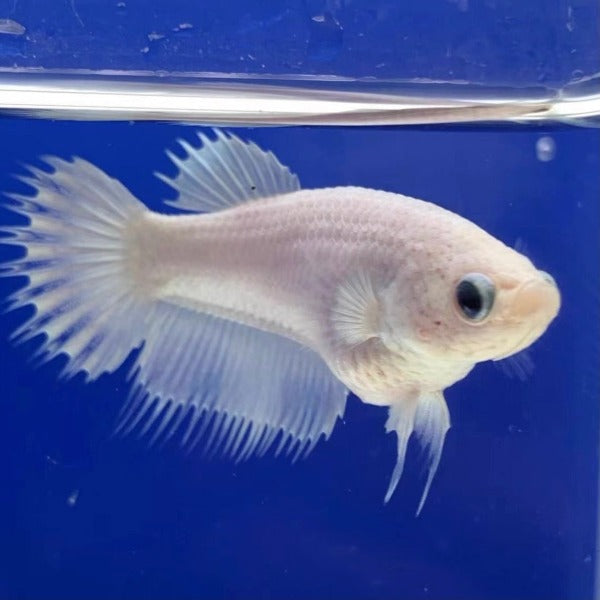 白獅王鬥魚 / 冠尾鬥魚 White CT Betta （ Betta splendens ‘ Crowntail ’）