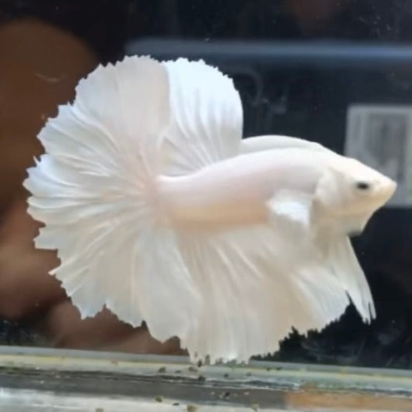 白半月鬥魚  White siamese fighting fish ( Betta splendens ' half moon ' )