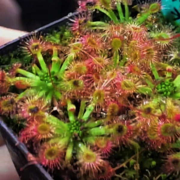 曼妮X奧米莎毛氈苔 ( Drosera mannii X omissa )