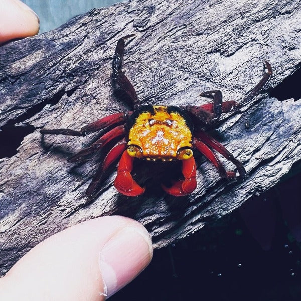 黃彩虹惡魔蟹 Yellow Rainbow Vampire Crab ( Geosesarma sp. )