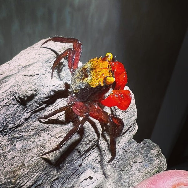 黃彩虹惡魔蟹 Yellow Rainbow Vampire Crab ( Geosesarma sp. )