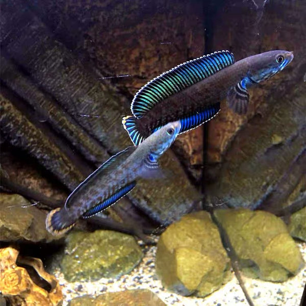 阿薩姆雷龍 / 奶茶雷龍 Blue bleheri snakehead （Channa bleheri sp Assam-小型雷龍