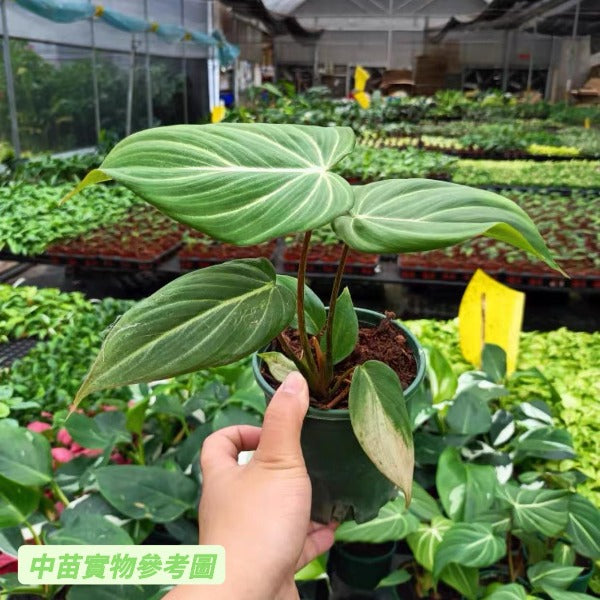 榮耀蔓綠絨 ( Philodendron gloriosum )