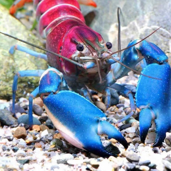 粉紅珊瑚螯蝦 Thunderbolt Crayfish （ Cherax pulcher ）