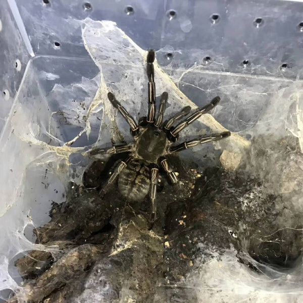 泰國斑馬腳 Thai Zebra Tarantula (Cyriopagopus albostriatus)