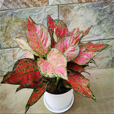 紅寶石粗肋草 Aglaonema ' Red valentine '