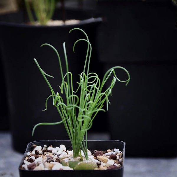 細葉弹簧草 Spiral grass ( Albuca namaquensis )