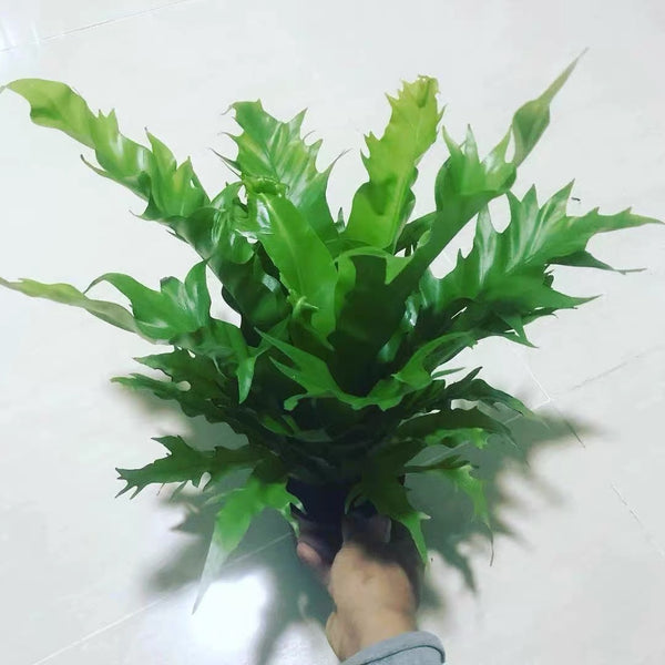 鳥巢蕨 Bird nest fern ( Asplenium nidus 'Dakila')