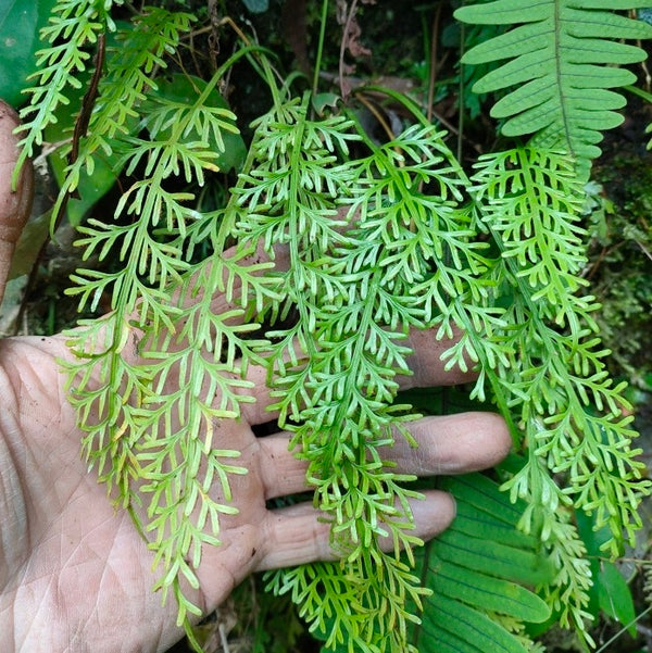 長葉鐵角蕨 Asplenium prolongatum