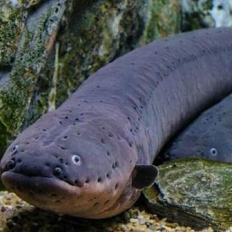 電鰻  Electric Eel (Electrophorus electricus)