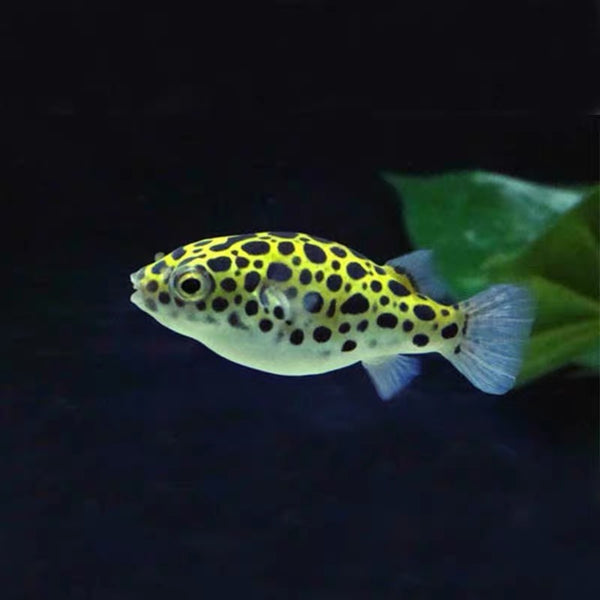 綠娃娃/綠河豚  Green Spotted Puffer (Tetraodon nigroviridis)