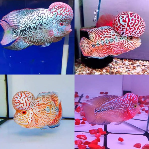 泰國金花羅漢魚-泰國進口 Kamfa Flowerhorn（Cichlasoma sp.）