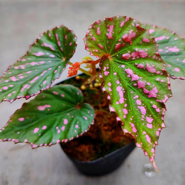 秋海棠 Begonia bengohensis