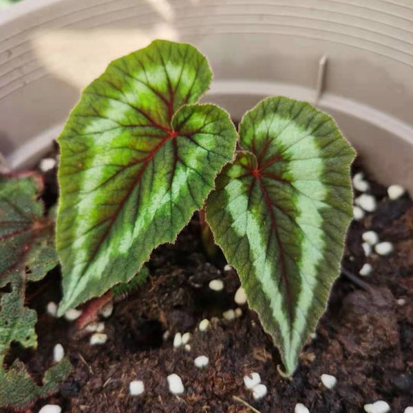 花葉秋海棠 Begonia cathayana