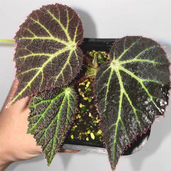 綠脈秋海棠 Begonia chloroneura