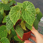 綠泡秋海棠 Begonia chlorosticta - Red Form