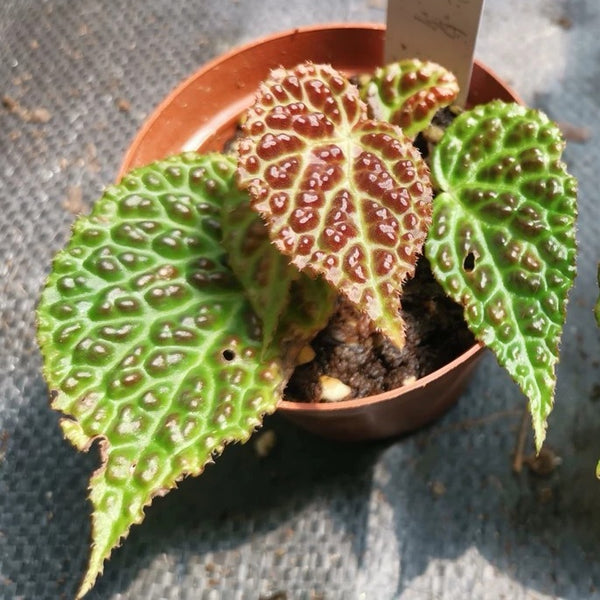 秋海棠 Begonia dracopelta