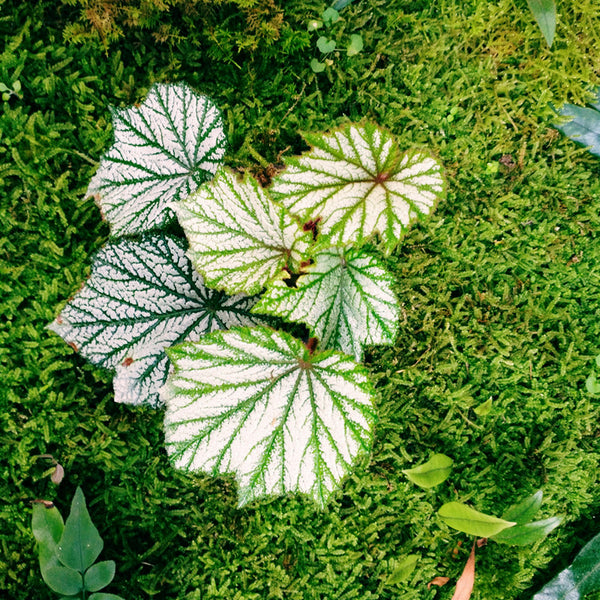 楓葉秋海棠 Begonia heracleifoniana