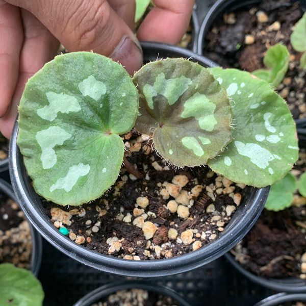 靖西秋海棠 Begonia Jingxiensis