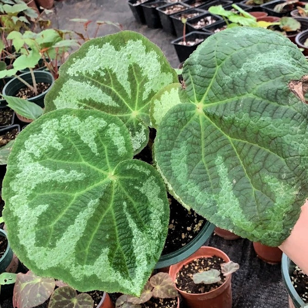 燈果秋海棠 Begonia lanternaria