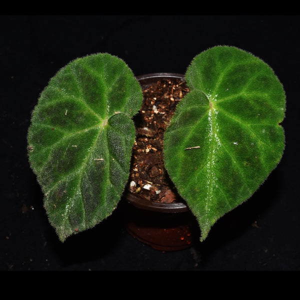 羅城秋海棠 Begonia luochengensis