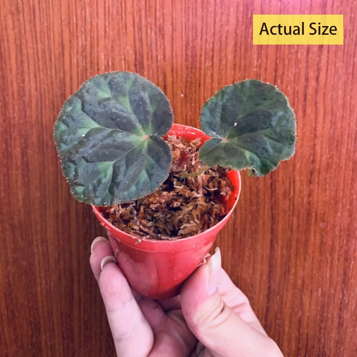 鹿寨秋海棠 Begonia luzhainensis