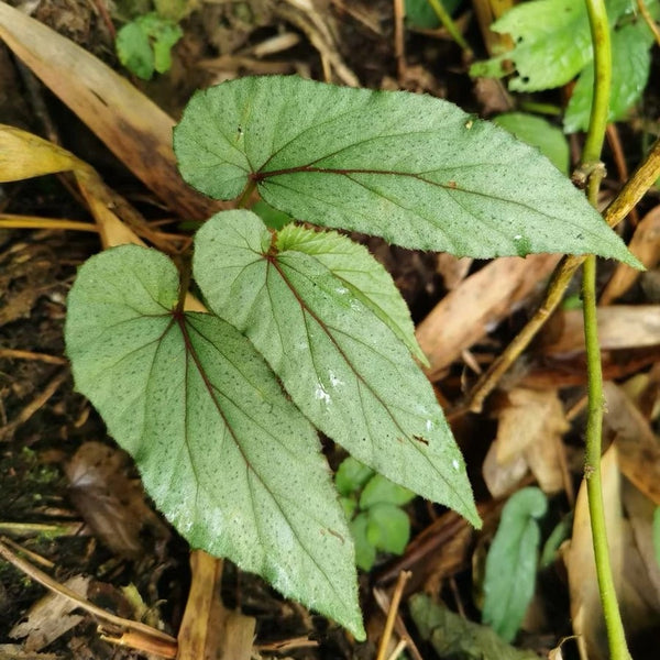 竹節秋海棠 Begonia maculataRaddi