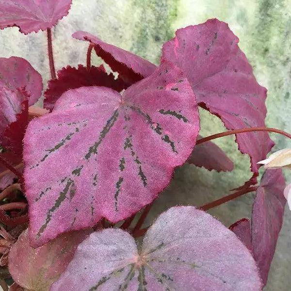 馬丁之謎秋海棠 Begonia ' Martin's Mystery '