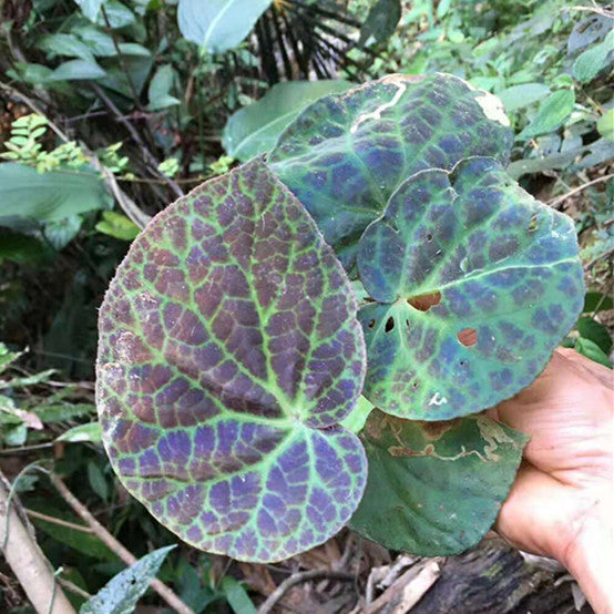 滇緬秋海棠 Begonia rockii