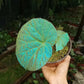 滇緬秋海棠 Begonia rockii