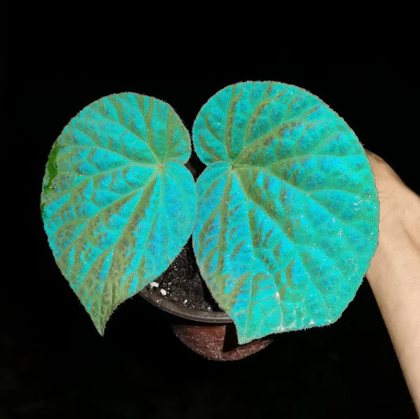 滇緬秋海棠 Begonia rockii