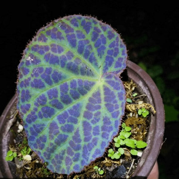 滇緬秋海棠 Begonia rockii