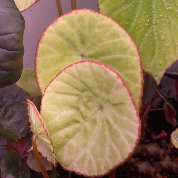 秋海棠 Begonia sp. Reflective blue