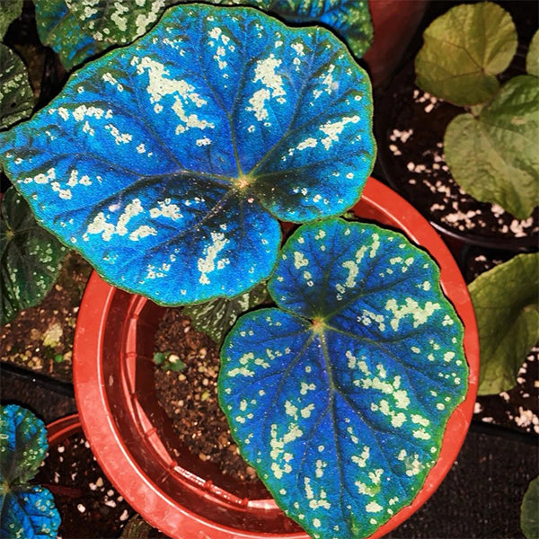 秋海棠 Begonia shiwanshanensis