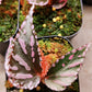 Begonia sp. julau