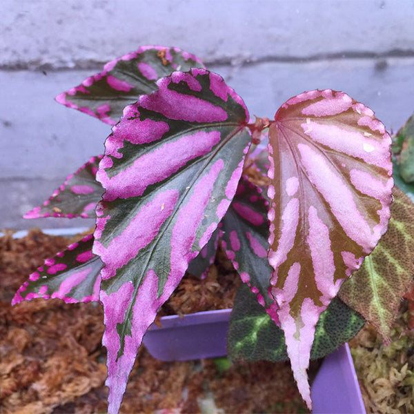 Begonia sp. julau