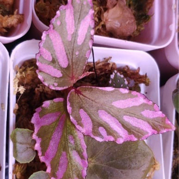 Begonia sp. julau