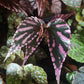 Begonia sp. julau