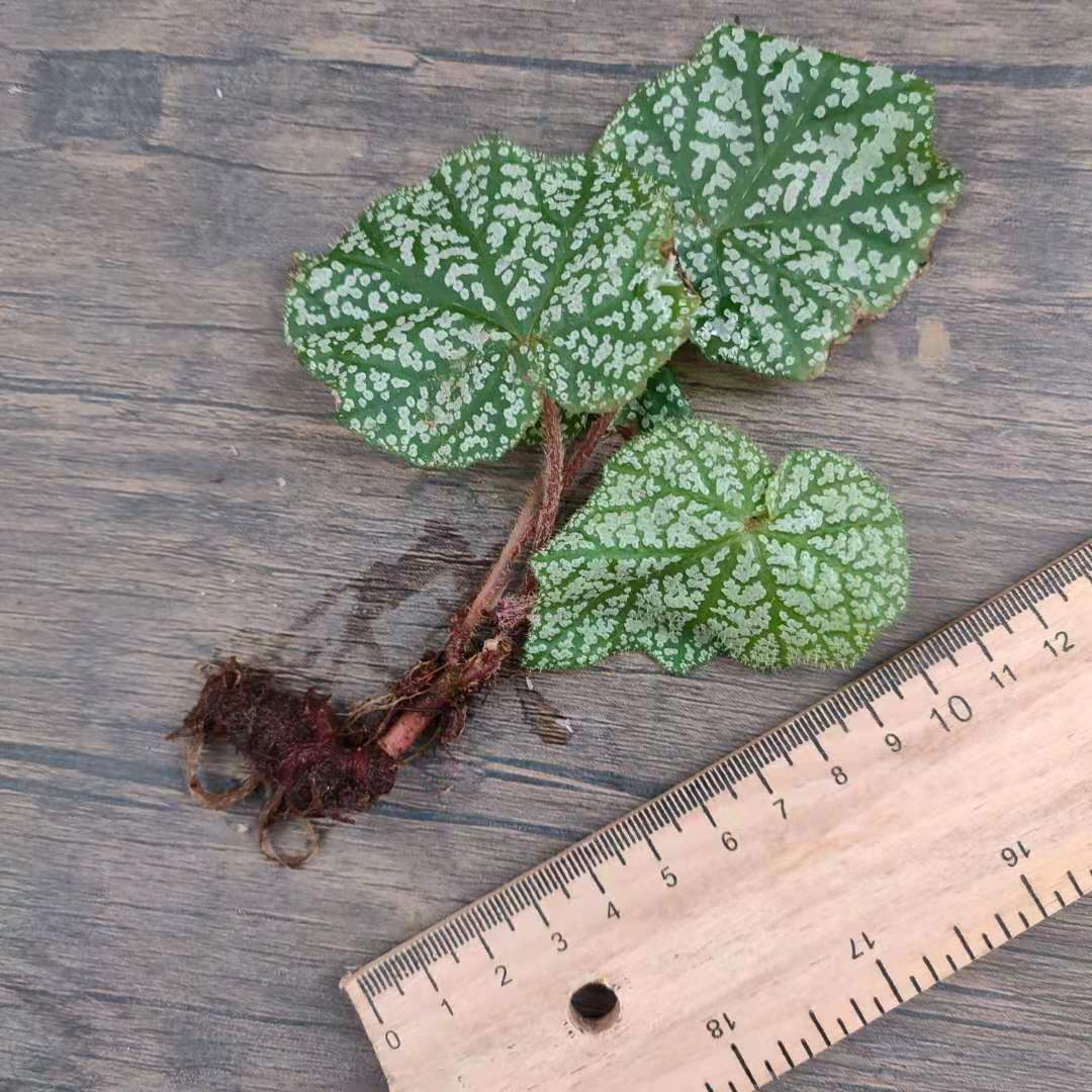 秋海棠 Begonia sp