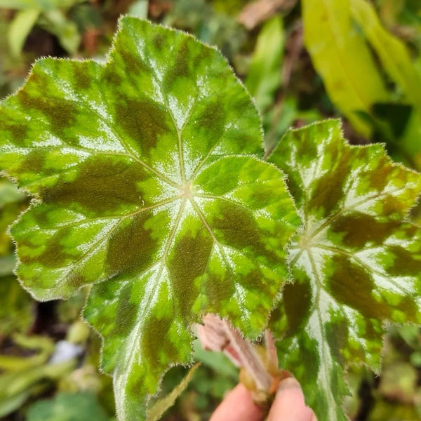 秋海棠  Begonia sp