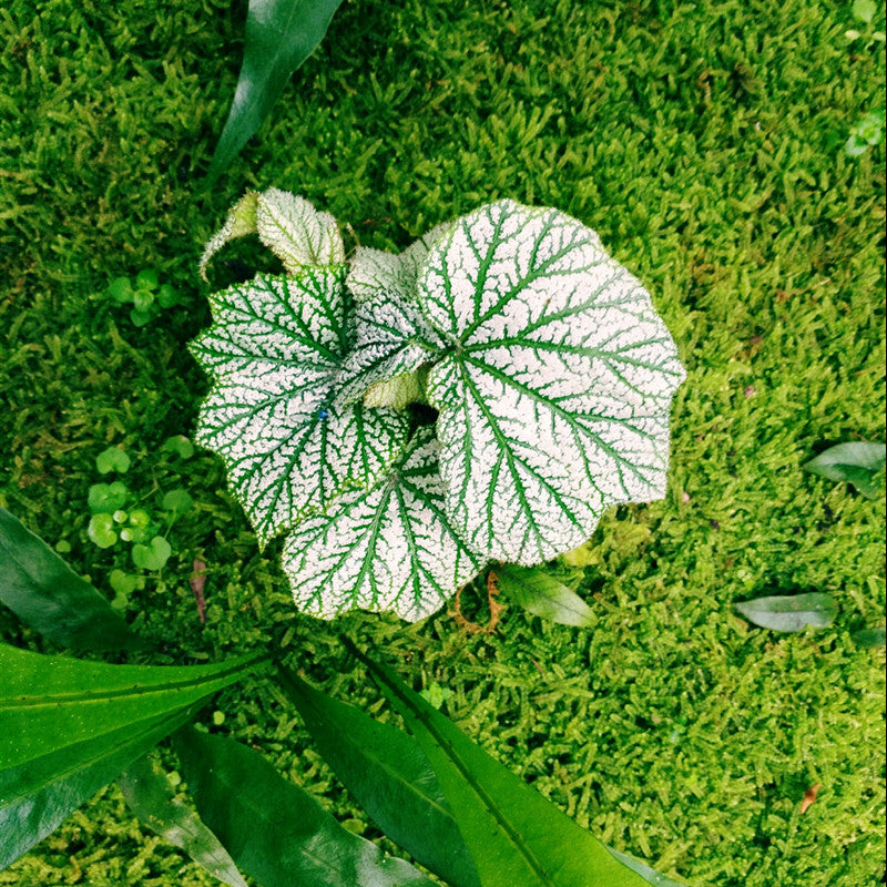 秋海棠 Begonia sp