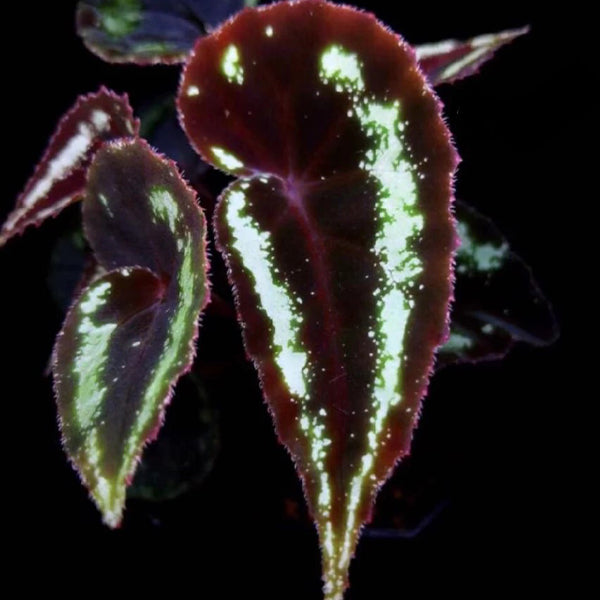 銀月秋海棠 Begonia sp curtisii