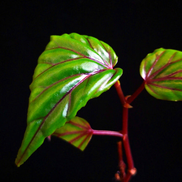 秋海棠 Begonia ‘Red vein’ （Begonia sp.Sarawak）