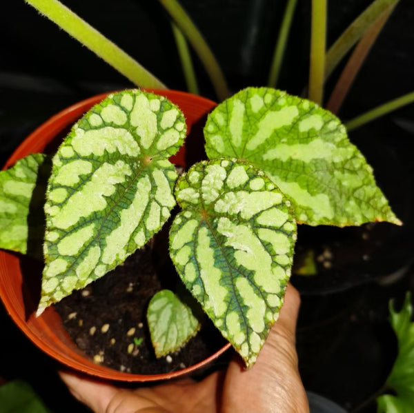 秋海棠 Begonia xanthina ' dark shadows '